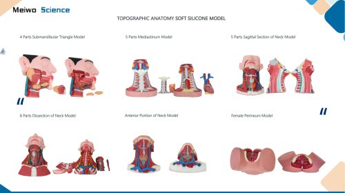 Topographic anatomy model