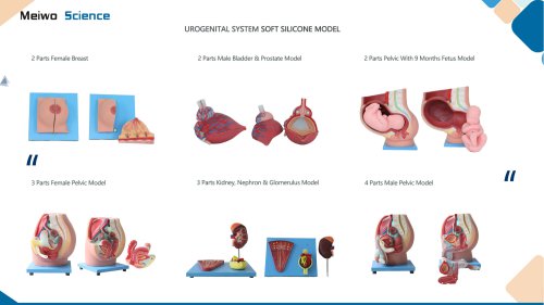 Urogenital system soft silicone anatomy model