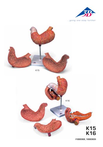 Product Manual - Human Stomach Model - 3B Smart Anatomy - K15