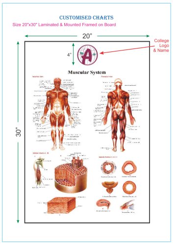 Anatomy Charts